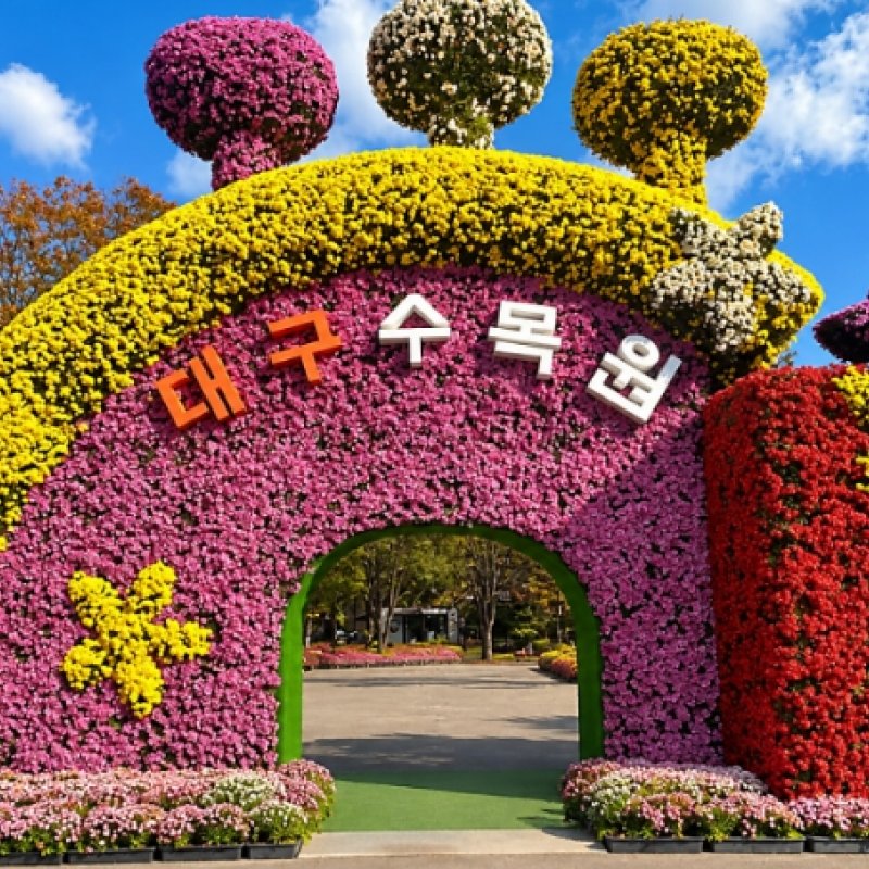 가을을 피우다, 도심을 물들이다…2026년 대구수목원 국화전시회 개최